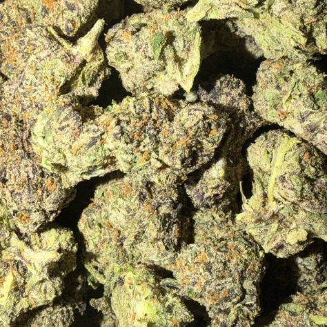 Space Donuts cannabis flower representing the appearance of Biscotti
