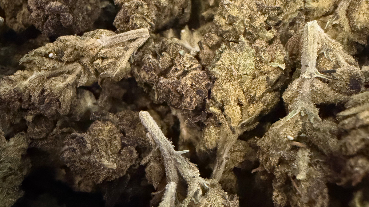 Gastro Pop flower from the Bud Lords menu