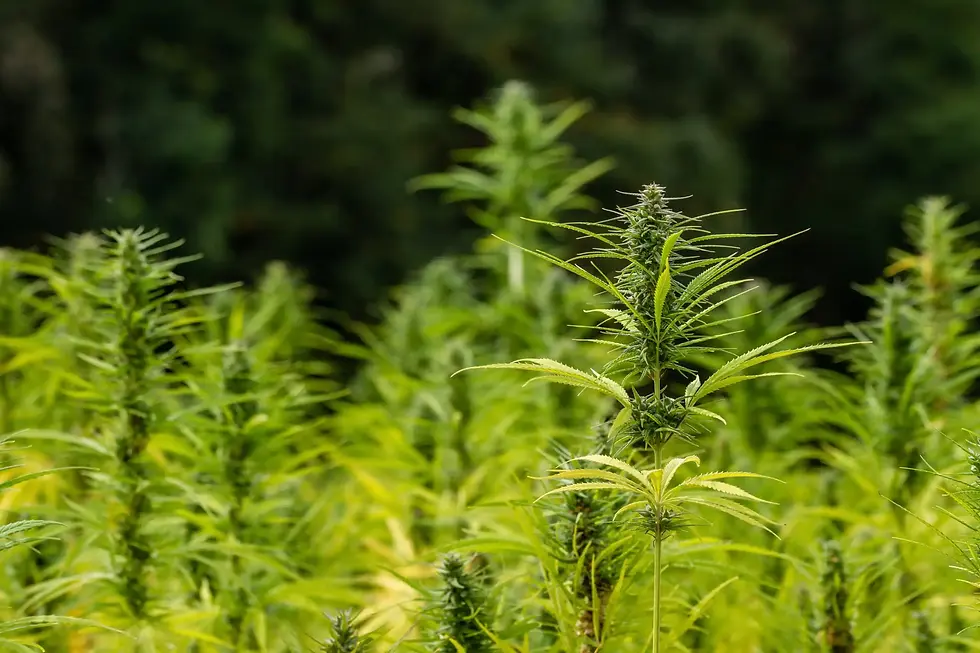 New Federal Hemp THC Cap Shakes U.S. CBD Market