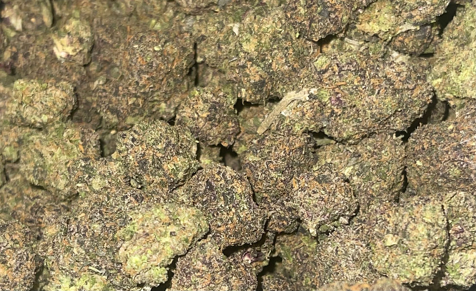 astro hippie weed strain