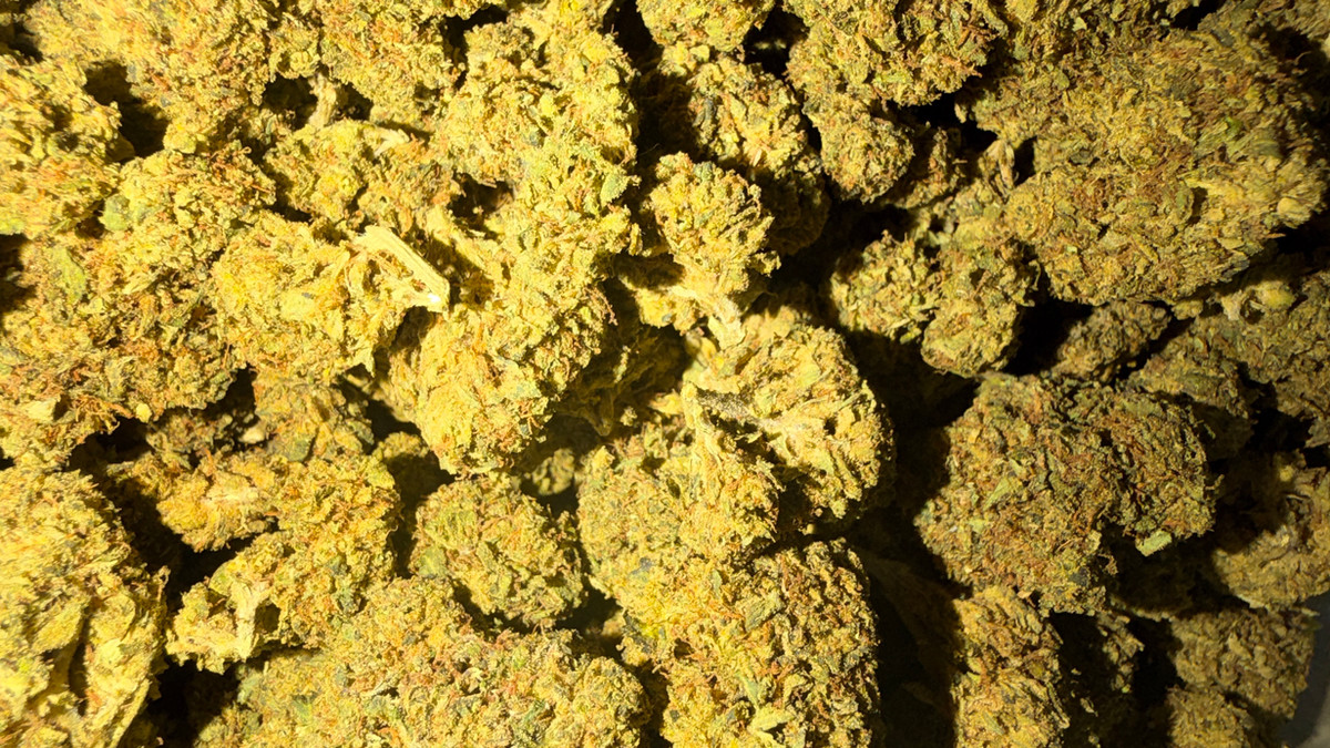 Close view of Cherry Nova buds showing trichome coverage and color