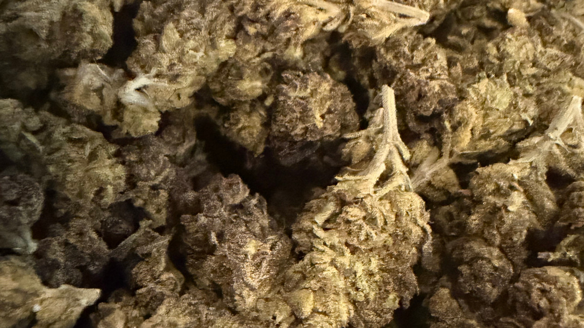 Gastro Pop flower from the Bud Lords menu