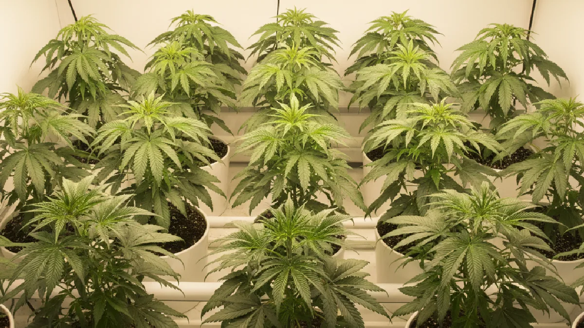 A line of young cannabis plants under grow lights, illustrating the latest advancements in elite genetics.