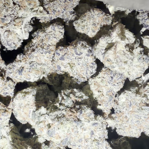 Panda Milk cannabis flower representing the appearance of Trainwreck Strain Guide: Citrus Spice x Energizing Effects x Vigorous Growth