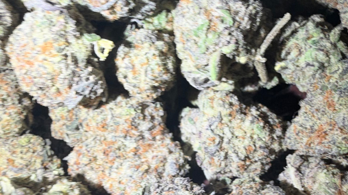 Close view of Headband buds showing trichome coverage and color