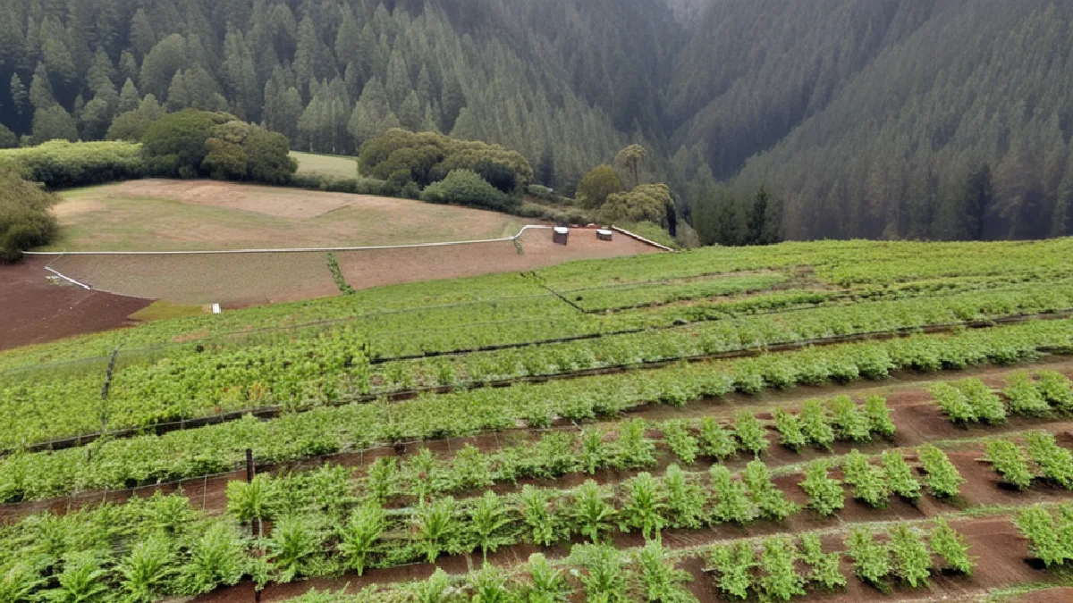 An aerial-style illustration of a Humboldt County grow site evokes disputed remote imagery behind cultivation penalties.