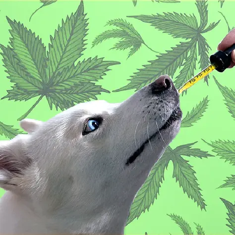 Maryland Now Lets Veterinarians Discuss Cannabis for Pets
