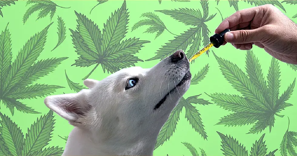 Maryland Now Lets Veterinarians Discuss Cannabis for Pets