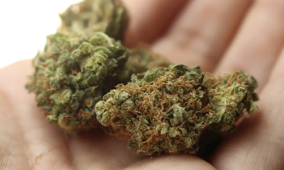 One In Ten Seniors Used Cannabis In The Past Day, Study
