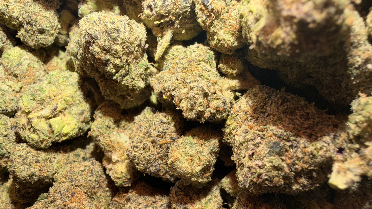 Close view of Hella Jelly buds showing trichome coverage and color