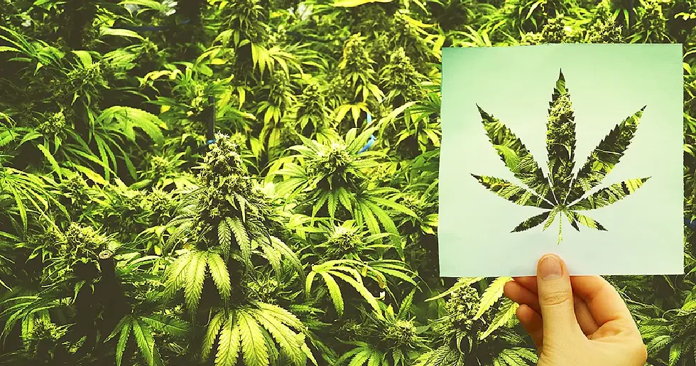 Massachusetts Governor Opposes Cannabis Industry Repeal