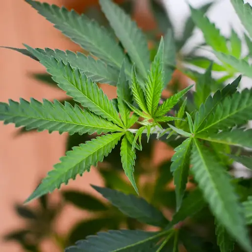 DEA unveils new medical cannabis registration forms