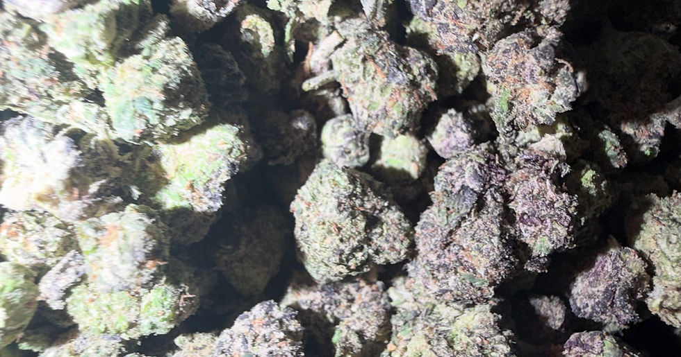 Bubblegumz cannabis flower representing the appearance of Jealousy