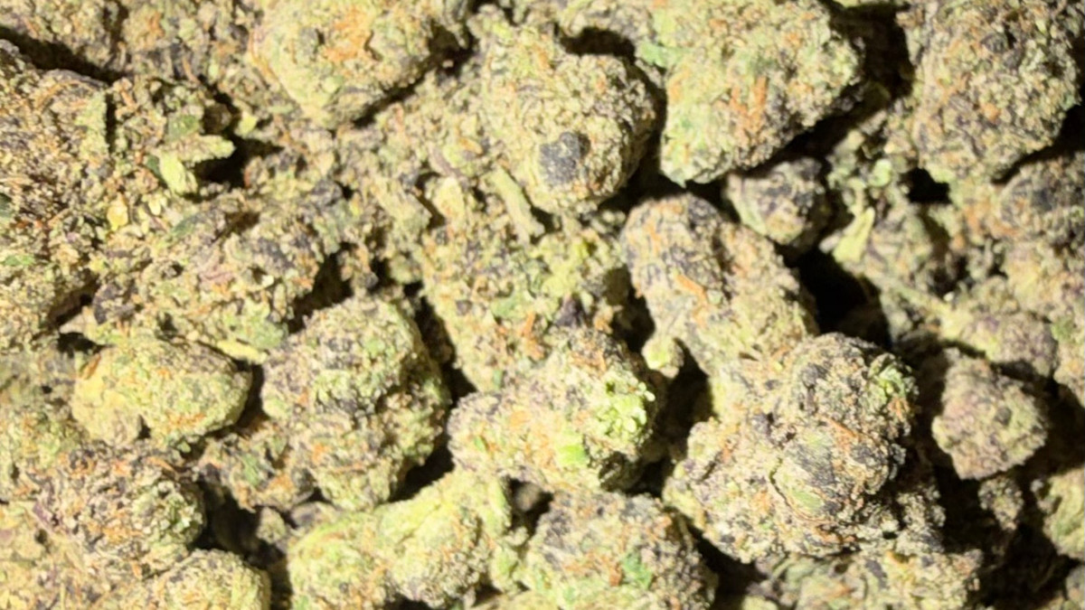 Close view of Rainbow Toads buds showing trichome coverage and color