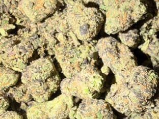 Rainbow Toads cannabis flower representing the appearance of Gushers