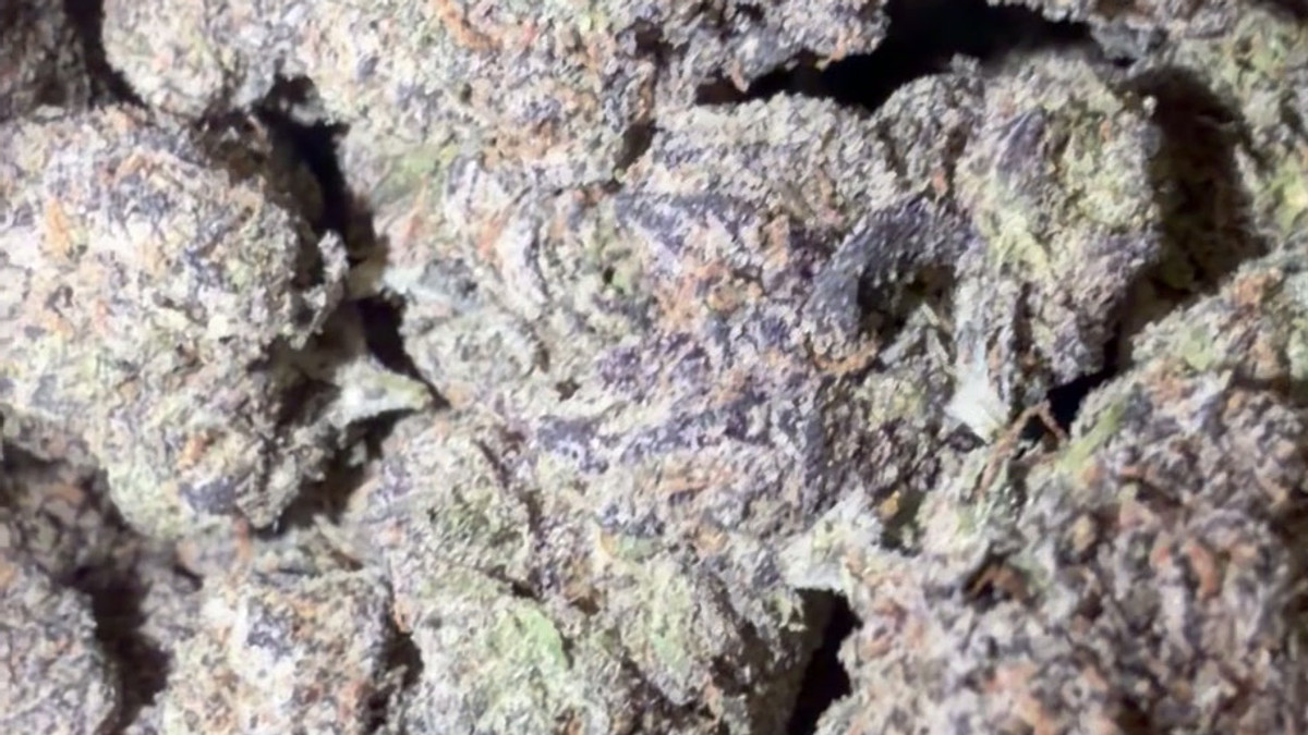 Close view of Strawberry Banana buds showing trichome coverage and color
