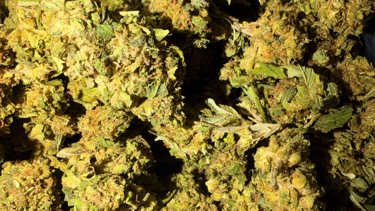 Close view of Pink Zerts buds showing trichome coverage and color