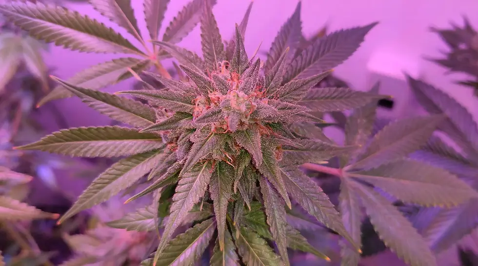 Nebraska Weighs Major Medical Marijuana Regulatory Overhaul