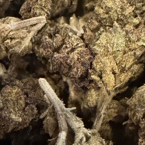 Gastro Pop cannabis flower representing the appearance of Zoap Strain Guide: Soapy Citrus x Balanced Effects x Careful Growing