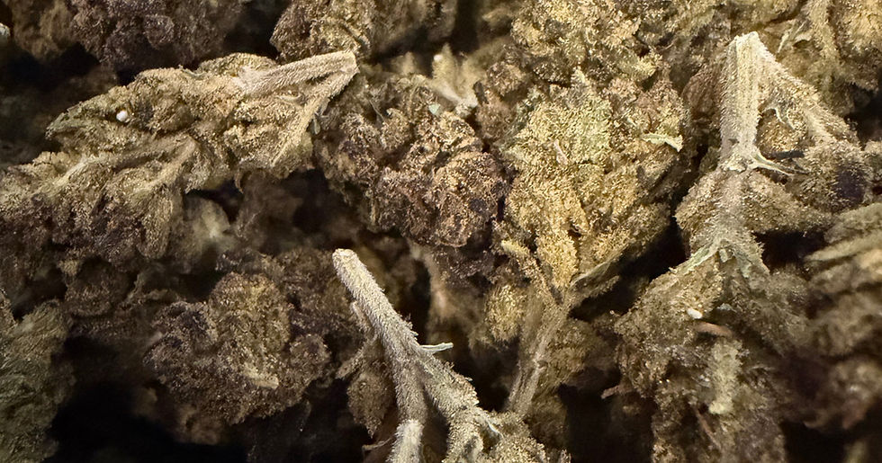 Gastro Pop cannabis flower representing the appearance of Zoap Strain Guide: Soapy Citrus x Balanced Effects x Careful Growing