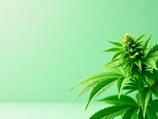Cannabis plant illuminated by contrasting light represents debate over advocacy, journalism, and evidence-based policy.