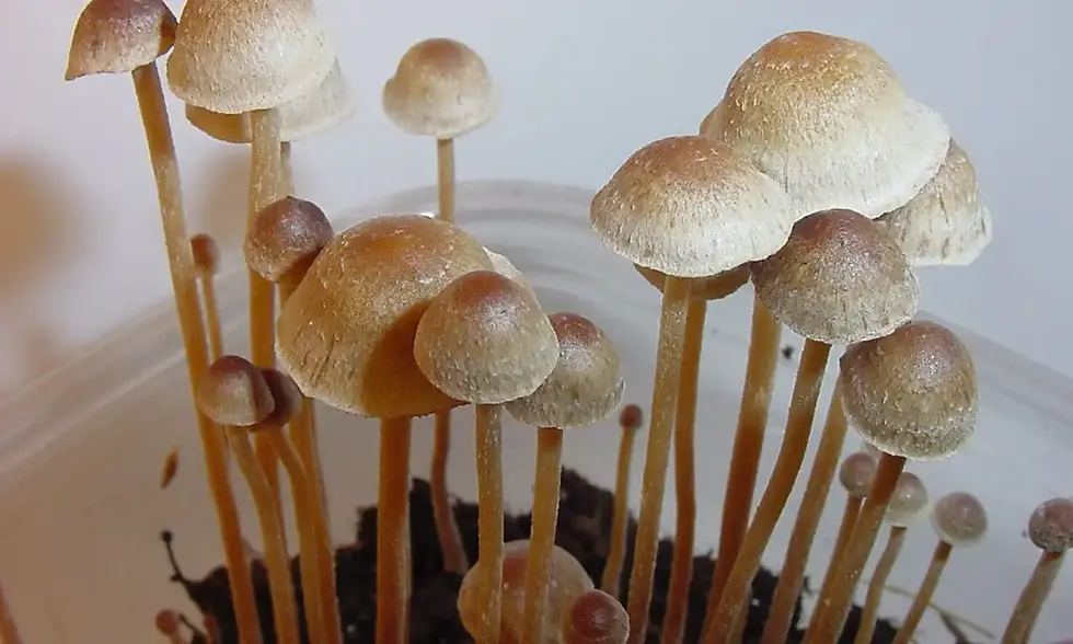 Oregon Drops Psilocybin Fee Hikes Amid Budget Uncertainty