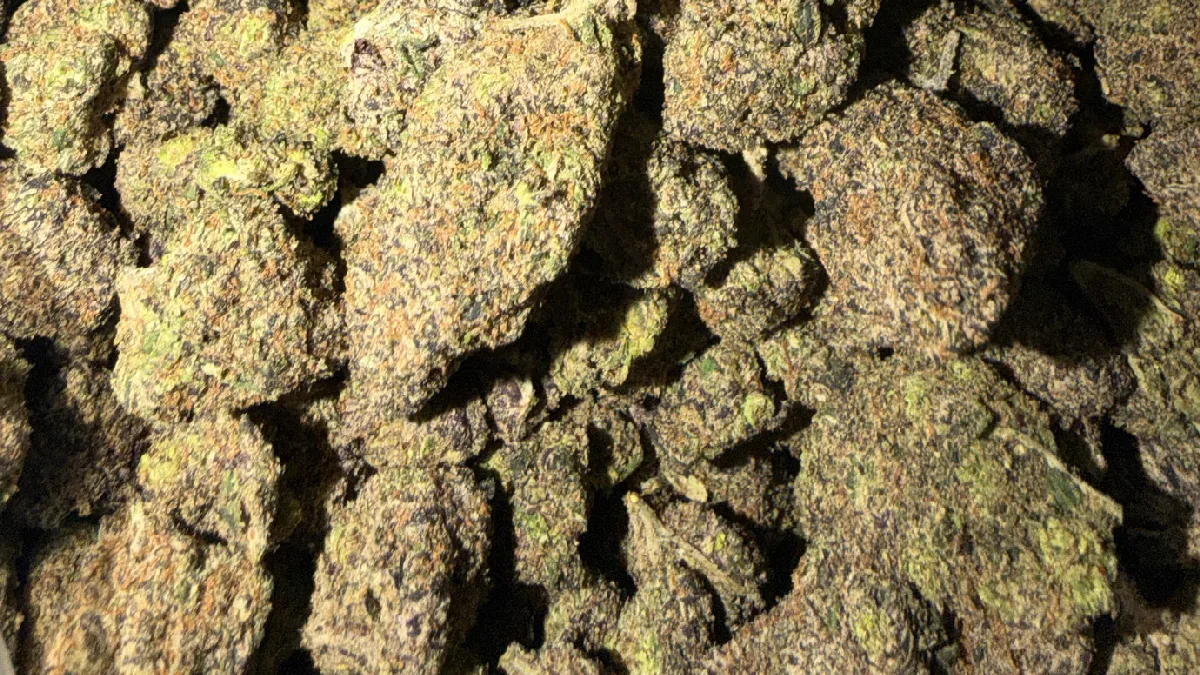Close-up of New Fire cannabis flower photographed by Bud Lords