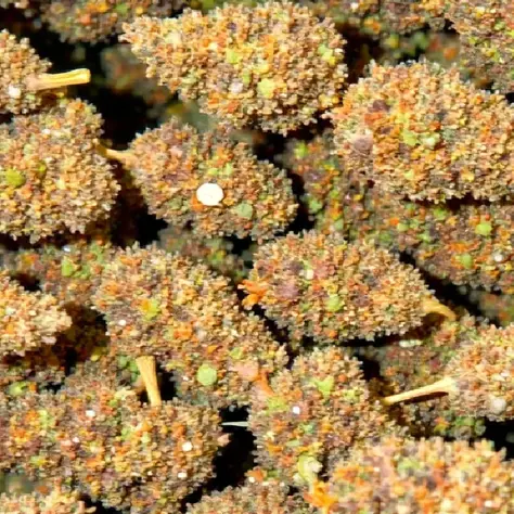 Close-up of Space Candy cannabis flower inside an open glass curing jar