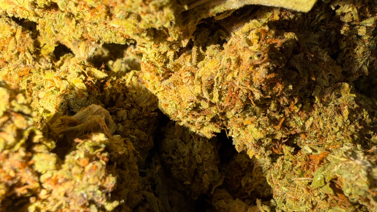 Stunna F1 flower from the Bud Lords menu