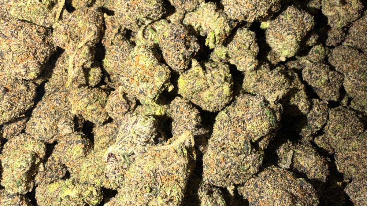 Close view of New Fire buds showing trichome coverage and color