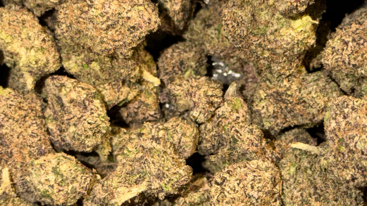 Close view of Space Candy buds showing trichome coverage and color