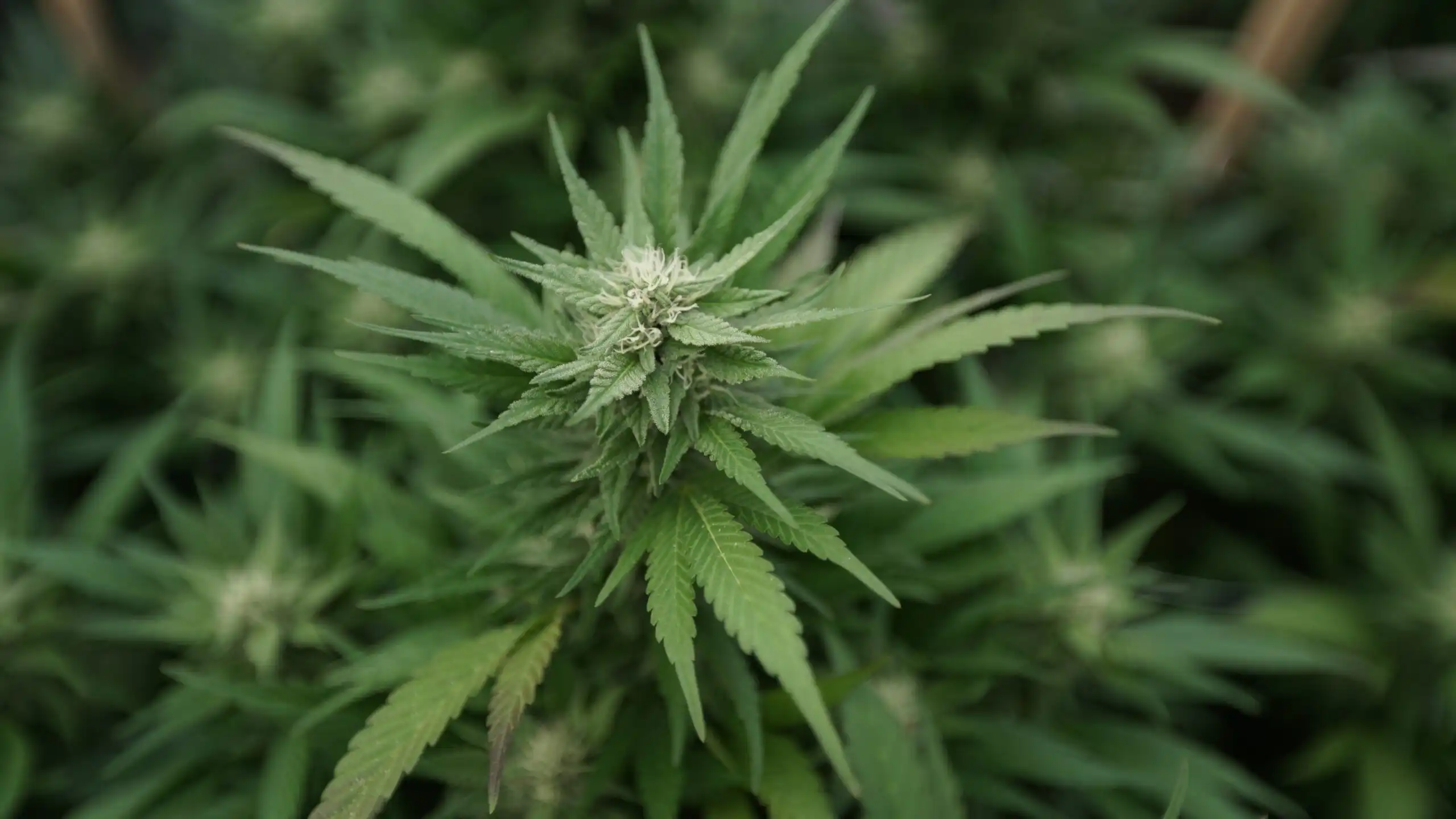 Nebraska Medical Cannabis Operators Seek Regulatory Changes