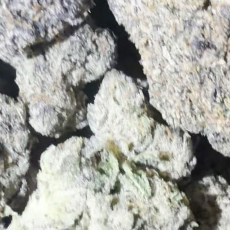 Space Donuts cannabis flower representing the appearance of Sharklato Strain Guide: Creamy Flavor x Balanced Effects x Careful Growing