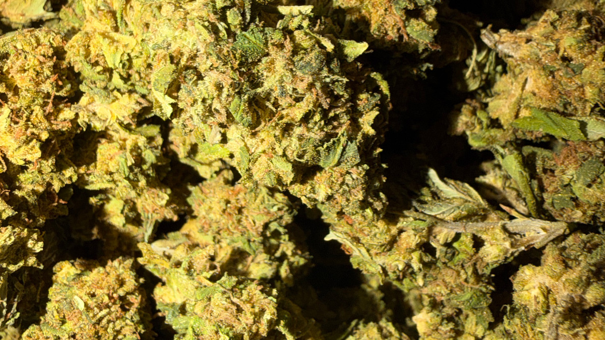 Close view of Pink Zerts buds showing trichome coverage and color