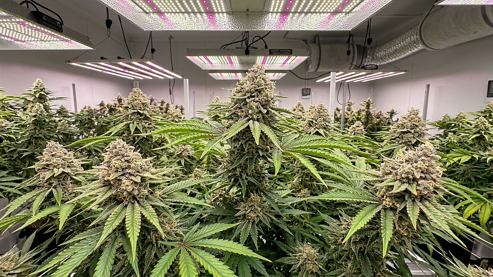 Planta de cannabis Berry Gelato en cultivo interior bajo luces LED, con cogollos cubiertos de tricomas y hojas verdes exuberantes