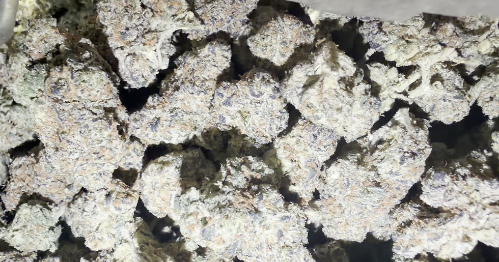 Panda Milk cannabis flower representing the appearance of White Runtz Strain Guide: Creamy Fruit x Balanced Effects x Careful Growing