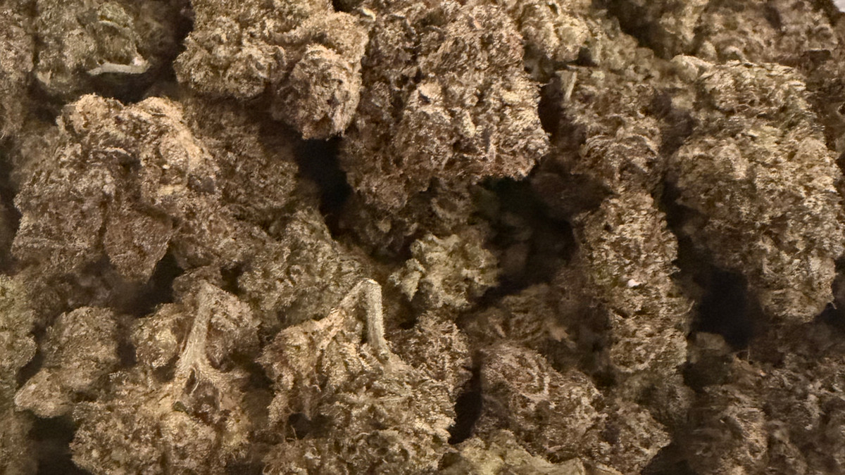 Close view of Kushlato buds showing trichome coverage and color