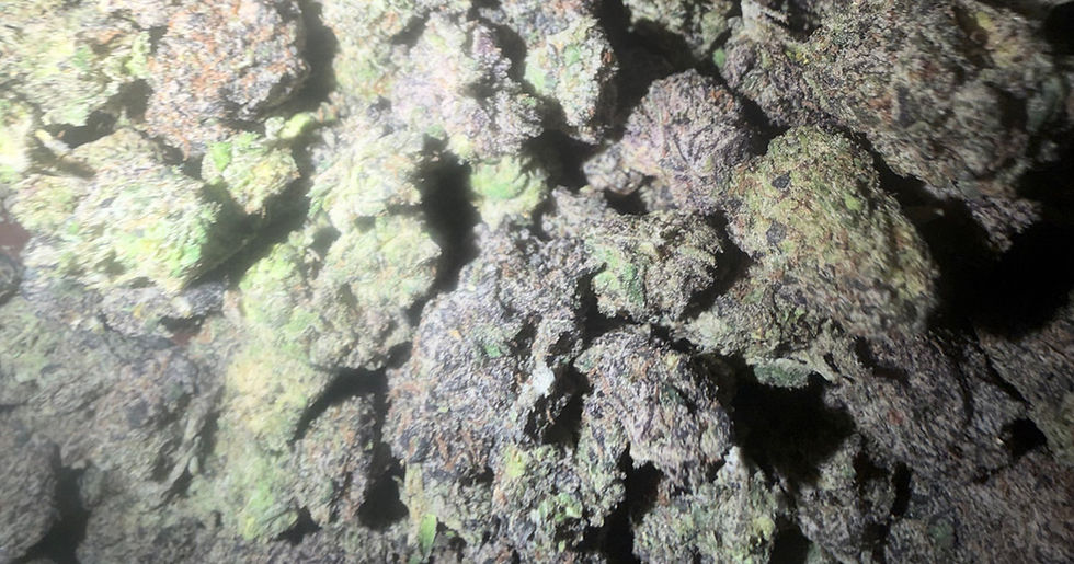Blue Toadz cannabis flower representing the appearance of Pinnacle Strain Guide: Citrus Flavor x Balanced Effects x Careful Growing