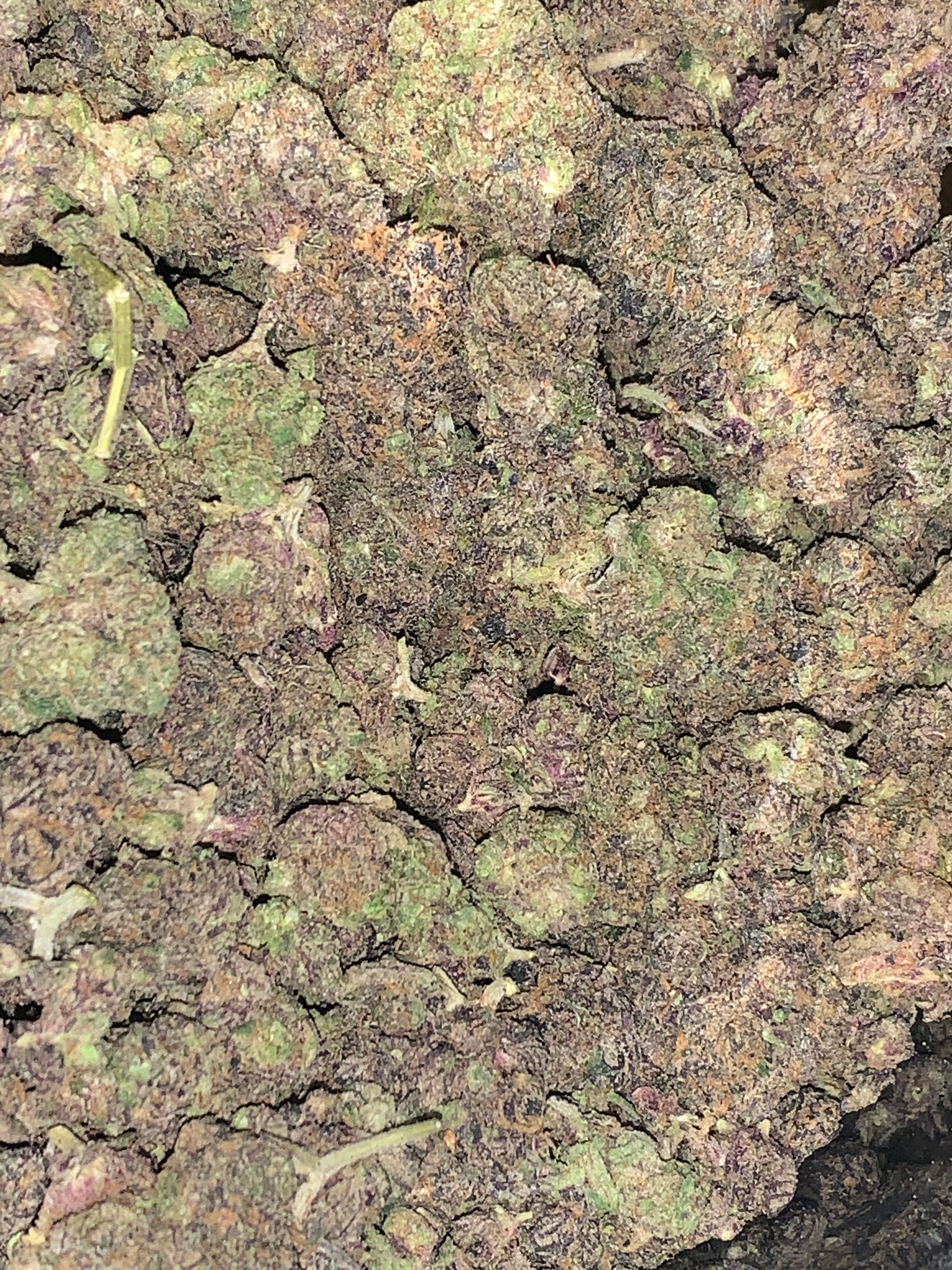 cotton candy weed strain