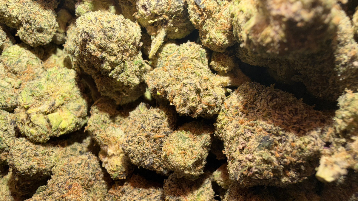 Close view of Redd Bullz buds showing trichome coverage and color