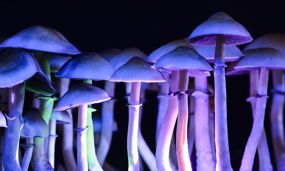 Portland Votes to Deprioritize Psychedelic Enforcement