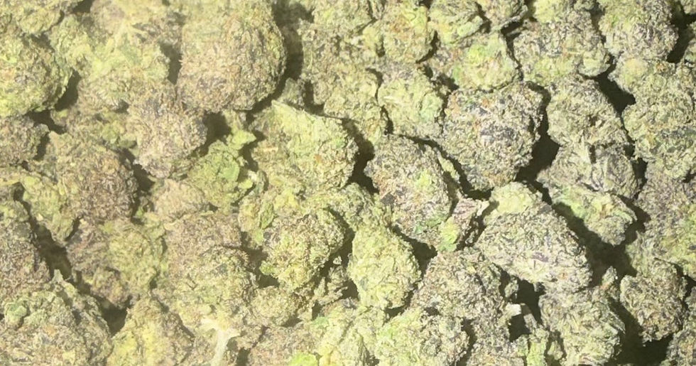 Blue Toadz cannabis flower representing the appearance of Tropical Cherry Strain Guide: Cherry-Tropical Flavor x Balanced Effects x Careful Grow