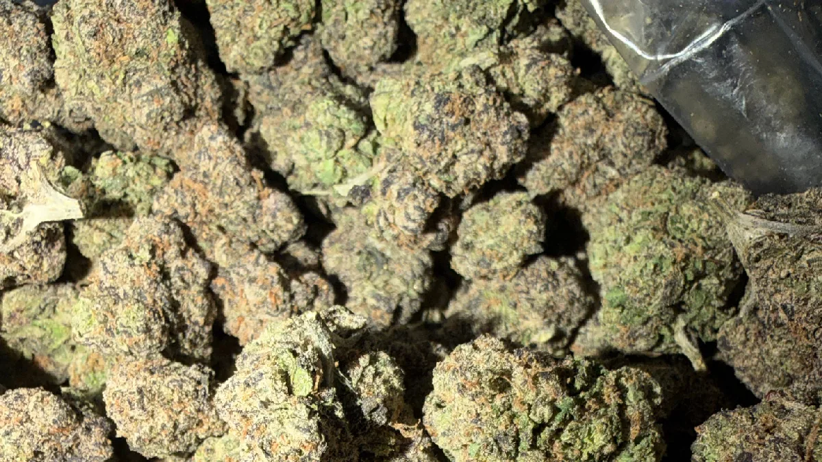 Primer plano de una flor de cannabis «Strawberry Banana», fotografiada por Bud Lords
