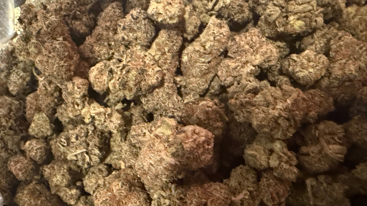 Close view of Panda Milk buds showing trichome coverage and color
