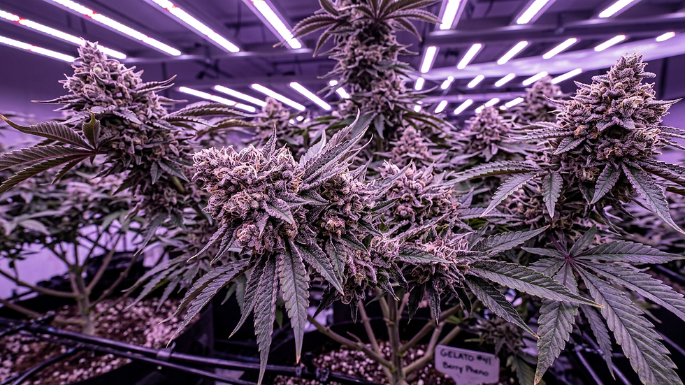 Berry Gelato cannabis plant growing indoors under LED lights with dense berry-flavored buds – indoor cultivation guide