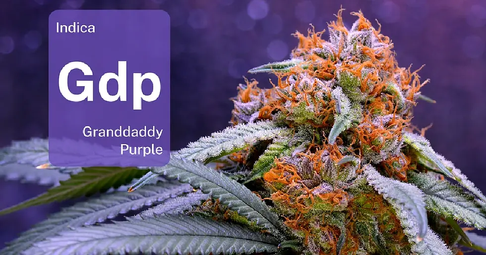 Meet the daddy of Granddaddy Purple
