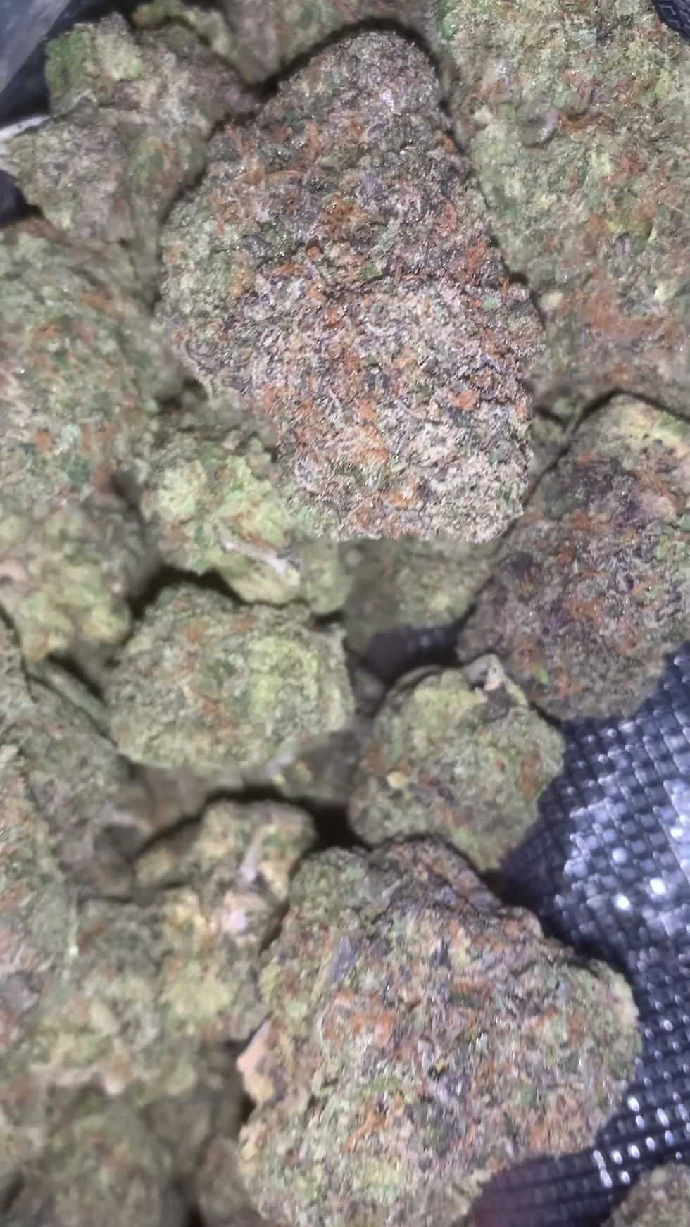 Miniatura: black cherry gelato weed strain