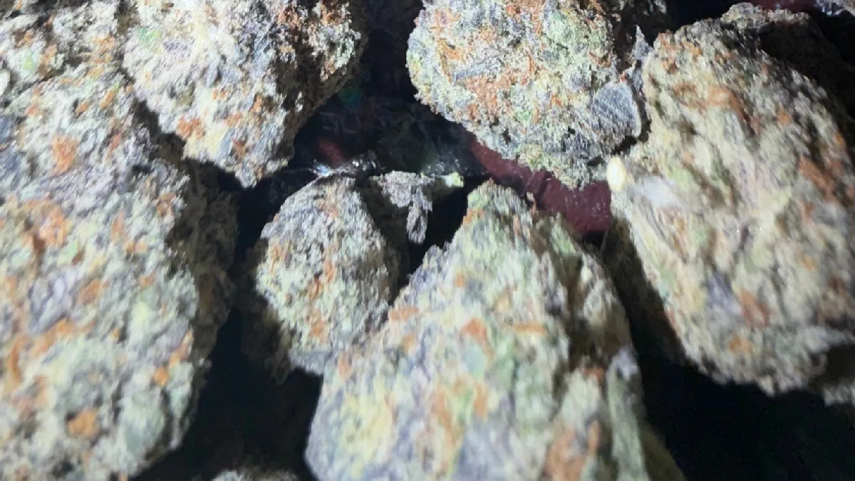 Primo piano di infiorescenze di cannabis Headband fotografate da Bud Lords