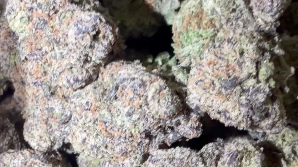 Close-up of Strawberry Banana cannabis flower photographed by Bud Lords