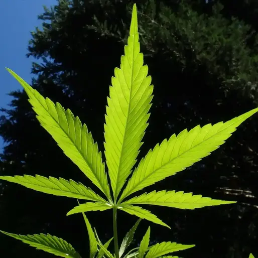 Two New Florida Ballot Bids Aim to Legalize Adult-Use